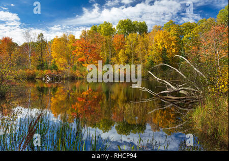 L'automne sur l'est la fourche de la rivière Chippewa, dans le nord du Wisconsin (Forêt nationale de Chequamegon est de l'autre côté de la rivière). Banque D'Images