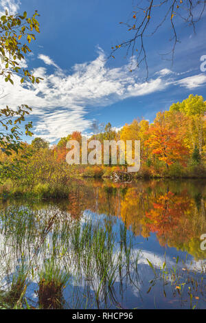 L'automne sur l'est la fourche de la rivière Chippewa, dans le nord du Wisconsin (Forêt nationale de Chequamegon est de l'autre côté de la rivière). Banque D'Images