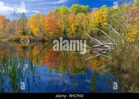 L'automne sur l'est la fourche de la rivière Chippewa, dans le nord du Wisconsin (Forêt nationale de Chequamegon est de l'autre côté de la rivière). Banque D'Images