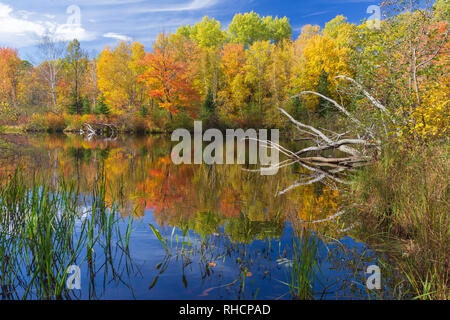 L'automne sur l'est la fourche de la rivière Chippewa, dans le nord du Wisconsin (Forêt nationale de Chequamegon est de l'autre côté de la rivière). Banque D'Images