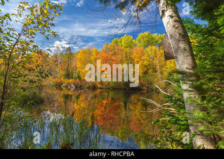 L'automne sur l'est la fourche de la rivière Chippewa, dans le nord du Wisconsin (Forêt nationale de Chequamegon est de l'autre côté de la rivière). Banque D'Images