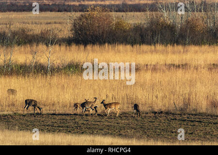 Cerfs de se nourrir dans un champ (Crex Meadows, Wisconsin). Banque D'Images