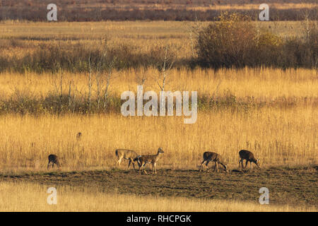 Cerfs de se nourrir dans un champ (Crex Meadows, Wisconsin). Banque D'Images