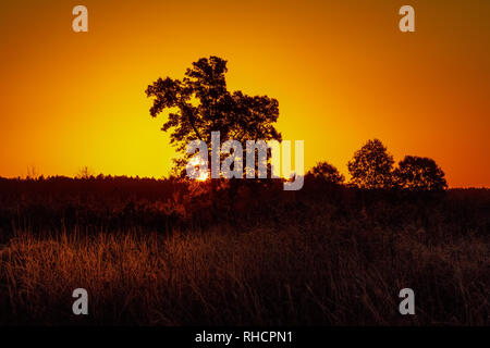 Le soleil du matin d'oeil sur l'horizon en Crex Meadows de faune. Banque D'Images