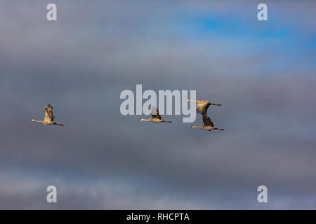 Famille de grues survolant Crex Meadows de faune. Banque D'Images