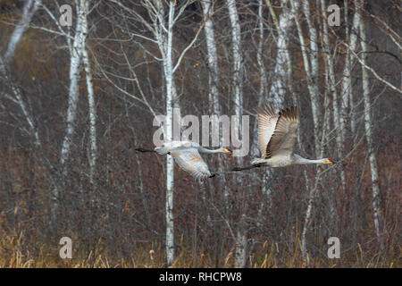 La grue survolant Crex Meadows de faune. Banque D'Images