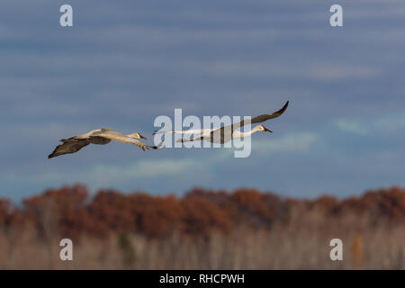 La grue survolant Crex Meadows de faune. Banque D'Images