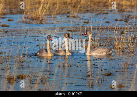 Le cygne juvénile en natation à Phantom Lake Crex Meadows de faune. Banque D'Images