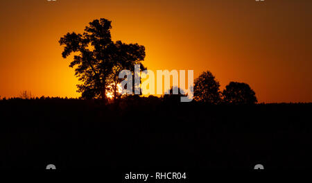 Le soleil du matin d'oeil sur l'horizon en Crex Meadows de faune. Banque D'Images