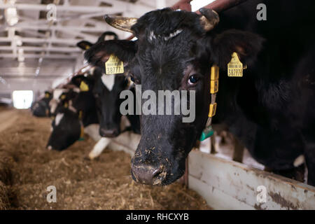 Cow Head close-up dans un stylo sur une ferme laitière Banque D'Images