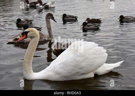 Les canards et cygnes sur un lac partiellement gelé Petersfield (a.k.a Heath Pond), Petersfield, Hampshire, Angleterre. Banque D'Images