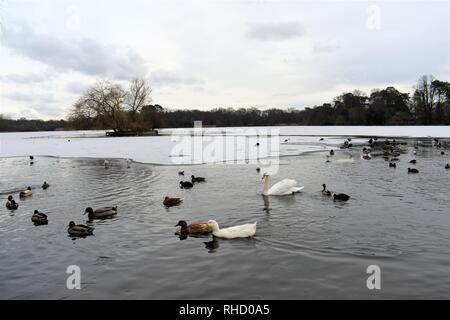 Les canards et cygnes sur un lac partiellement gelé Petersfield (a.k.a Heath Pond), Petersfield, Hampshire, Angleterre. Banque D'Images