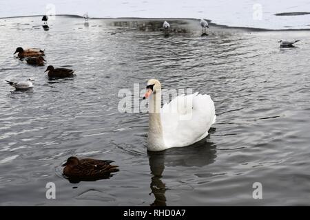 Les canards et cygnes sur un lac partiellement gelé Petersfield (a.k.a Heath Pond), Petersfield, Hampshire, Angleterre. Banque D'Images