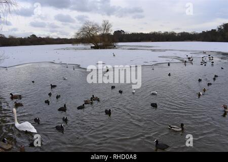 Les canards et cygnes sur un lac partiellement gelé Petersfield (a.k.a Heath Pond), Petersfield, Hampshire, Angleterre. Banque D'Images