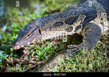 La moitié portrait d'un ancien moniteur lézard reptile marcher sur l'herbe au Parc Lumpini, à Bangkok, Thaïlande Banque D'Images