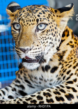 Un cub dans la garde d'un zoo à Kanchanaburi, Thaïlande. Elle est présentée par ses propriétaires aux touristes ; un moyen de collecter des dons Banque D'Images