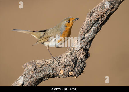 Magnifique portrait d'red robin (Erithacus rubecula aux abords) Banque D'Images