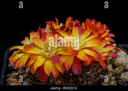 Sulcorebutia tiraquensis Cactus steinbachii v. avec flower isolated on Black Banque D'Images