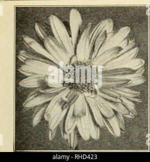 . Bolgiano's capitol city seeds : 1931. Pépinières (Horticulture) ; catalogues de bulbes (plantes) ; Catalogues Catalogues légumes ; outils de jardin ; Catalogues Catalogues Catalogues de graines de fleurs ; volaille ; catalogues de fournitures et de matériel. La ville capitale Bolgiano "graines de fleurs" 45. Chrysanthème annuel CANDYTUFT (vivace) 818. Mai et Juin. Six pouces. Plantes vertes couvertes de fleurs rose au printemps et l'été. parly Excellent pour les rocailles ou les frontières. Pkt. 10 cts. ; V4 oz. 25 cts. CANTERBURY BELLS B. 819. CAMPANULA MEDIUM MIXTE. 2 ft. Beau flow- ers de rose, bleu et blanc. Fleurit fr Banque D'Images