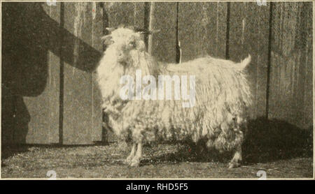 . Le livre de cours de champions. Le bétail. CLYDESDALE HORSE-PRINCE WILLIAM. N'importe quel âge, Champion International d'Exposition de Chicago en Direct Stock, 1901. Présenté par Alex- ander Galbraith de JNV.^-''""^ »»» =- ^^TNCE WILLIAM consacrés au sujet de tout ce qui est meilleur dans le type rf. Clydosdales. Chèvre ANGORA -ROI DE LA SIERRA. Premier-premium à yearling Kansas City Royal Show, 1902. dans une classe de dix-huit des plus belles chèvres en Amérique. La propriété de Wm. J. Cohill, un éleveur de Maryland Angoras.. Veuillez noter que ces images sont extraites de la page numérisée des images qui peuvent avoir été digita Banque D'Images