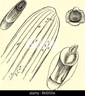 . Le livre du jardin. Le jardinage. 824 fleur ouverte-jardin. L'échelle d'apple-pin (bromelice Coccus) infeste que fruits sous mauvaise culture. Aspidiotus echinocacti (bouche) - La femme beaucoup ressemble à A. nerii, seulement que le bouclier est plutôt oblongue, et d'une couleur plus sombre ; le mâle est oi^ange ou jaune, la nymphe, linéaire avec en poudre gris, et doublement froncés. Comme son nom l'indique, il se trouve sur la Echino- cactus, et aussi sur la plupart des autres cactus de la tribu. Comme il est niché parmi les épines et les angles dans le profond des plantes, sa destruction est difficile. Les fumées d'un foyer de stabilité Banque D'Images