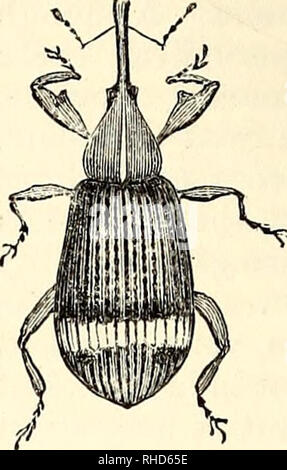 . Le livre du jardin. Le jardinage. Petit coléoptère d'écorce, ET SECTION DE BOIS montrant ses ravages. C'est un des foreurs, ou ceux qui perforent l'écorce et souvent le bois des troncs d'arbres, causant la destruction où il abonde. Schmid- berger est, cependant, d'opinion, qu'il n'attaque que les arbres malades ou insalubres ; mais de cela il y a des doutes. Il semble se multiplier très rapidement ; et aucun recours n'a été apparemment tombée sur l'exception, de couper les arbres infestés, ou les supprimer complètement. Vers la fin de mai qu'ils forment de nombreux sillons dans l'écorce interne, et dans chaque sillon pour former Banque D'Images