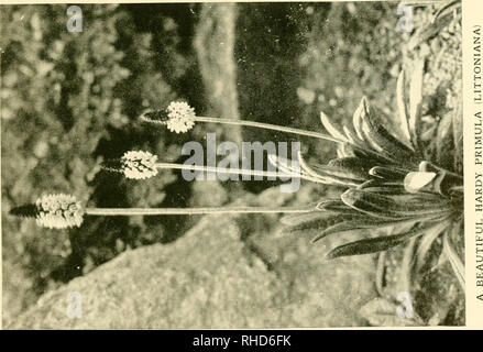 . Le livre de hardy fleurs ; un guide descriptif simple et complète à la culture dans les jardins des arbres et arbustes, fleurs vivaces et annuelles, qui sont robustes, ou sont adaptés à la plantation à l'extérieur en été dans les pays tempérés. La floriculture. . Veuillez noter que ces images sont extraites de la page numérisée des images qui peuvent avoir été retouchées numériquement pour plus de lisibilité - coloration et l'aspect de ces illustrations ne peut pas parfaitement ressembler à l'œuvre originale.. Thomas, H. H. (Harry Higgott) éd. New York, Funk & Wagnalls ; société ; [etc. , Etc. ] Banque D'Images