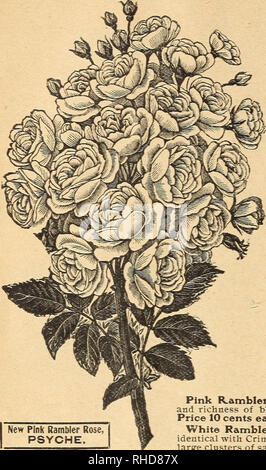 . Livre de fleurs de Mlle Martha Hiser, seedswoman et fleuriste. L'industrie des semences et le commerce ; semences ; les fleurs, plantes, plantes ornementales. 22 MLLE MARTHA HISER, URBANA, OHIO, UNE PAGE DE LA PLUS grandiose des rosiers grimpants CONNUS DE LA MONDE FLORAL. Le Rambler Roses. Sept belles variétés. Helene. RoseâDistinct Rambler nouveau nouvelle couleur, jolie lumière, rosy rouge ; et la croissance du feuillage comme son parent, Crimson Rambler. Prix 15 cents chacune, deux grandes usines anciennes année 40 cents. Rambler jaune, AglaiaâFlowers supportés dans d'immenses grappes, après la même manière que Crimson Rambler ; même beau forme pyramidale ; jaune clair a décidé Banque D'Images