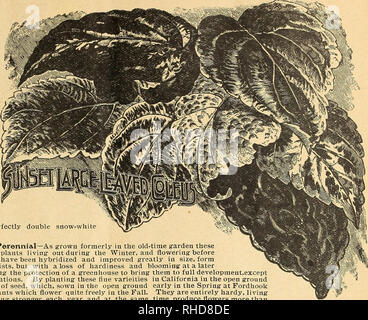 . Livre de fleurs de Mlle Martha Hiser, seedswoman et fleuriste. L'industrie des semences et le commerce ; semences ; les fleurs, plantes, plantes ornementales. SKEDSWOMAN ET FLEURISTE. Coléus, Coucher de souche de grands Lea ved-E mo ng raci variétés d'extraordi- nary mérite, tous avec des feuilles de grande taille. Le feuillage est bien laciuated intensément, de couleurs brillantes, varie- gated dans toutes les con- ceivable, et presque chaque plante est entièrement différente de l'autre. Sont très facilement passer de la semence, et l'un paquet va produire une variété presque infinie. Pkt 10 ets. Chrysanthème tricolore. Variétés mixtes Banque D'Images