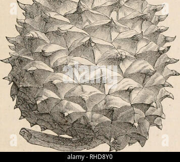 . Le livre de conifères, un traité sur les conifères, ou des plantes portant des cônes. Les Conifères ; conifères. La sous-famille des pins. 99 rigitl, stout, couleur vert pâle. Cônes, 3 pouces de long, yel- lowish-brown, ovales, sessiles, groupées en verticilles ; avec tliick anued woody, balances, à l'apex avec aiguillons robustes, qui sont incurvés sur les échelles de upjier^ sur recourbée, et moins larges. Branches, rigide et irrégulières ; avec cy- lindrical, obtus, bourgeons brun, couvert de résine blanche. ^ M &gt ;' &gt ;^vf. Fig. 13.-CONE DE PINUS PUNGENS. Graines, plutôt petit et couleur très foncée. Les cotylédons, 6 à 8. Banque D'Images