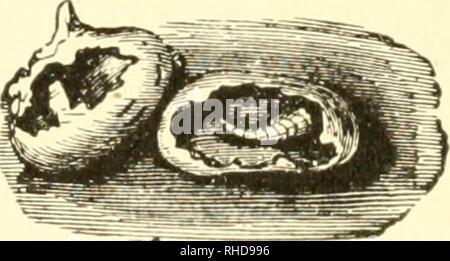 . Le livre de maïs ;. Le maïs. 250 LE LIVRE DU MAÏS Quand le printemps est frais et humide- après- plant de maïs, de sorte que la semence est ramollie dans le sol longtemps sans la germination, il est particulièrement redevable à certains types de blessures, et c'est à ces conditions que la mouche à tête noire semble le plus susceptible d'afifect. Grain pourrissant est sans aucun doute préféré. Il a occa- titre provisoire été vu à infester les grains qui avaient commencé à se développer. Il vit normalement dans la région de Old Sod, principalement l'alimentation sur la végétation en décomposition, et il se trouve dans les numéros de mesure légales- les champs de maïs que dans les cas où le champ était dans l'herbe Banque D'Images