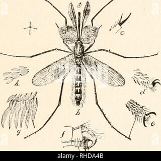 . Le livre de bugs. La voie du moustique. 37 lui-même de certains compte à propos de la chambre. Ils ont convenu qu'elle était curieux et des regards indiscrets, et qu'elle était un être inférieur, parce qu'elle a travaillé pendant qu'il était assis et toujours la pensée. Être une créature inférieure, sa place était de garder à l'arrière-plan. Mais la femme a gardé ding- donging à man pour ce faire et que peu de travail de travail, jusqu'à maintenant leurs positions ont été inversés et c'est elle qui se trouve autour et est très beau et donne son esprit. • L'age. 7. Pungens, homme, Culex moustique commun. à la philosophie. C'est l'une des plus grandes blagues Dame Nature Banque D'Images