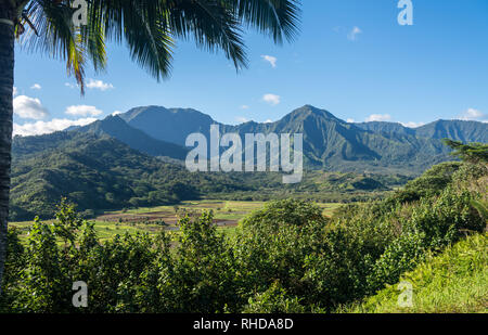 Dans les champs de taro de Princeville donnent sur la vallée d'Hanalei Banque D'Images