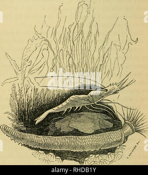 . Le livre de l'aquarium et de l'eau ; du cabinet ou des instructions pratiques sur la formation, le stockage, et la gestion, en toutes saisons, des collections d'eau douce et la vie marine. Les aquariums ; plantes d'Aquarium. 86 L'aquarium marin. ressemblance est la plus forte sont regroupées sous la dénomination générale de Zoophytes, dans les Zoophytes, menant d'une émettre de l'animal est très nettement observable, et que la fonction principale est la disposition des organes vitaux autour d'un centre, les organes de la rédaction. EDWARDSIA VESTITA, ENTEROMORPHA COMPRESSA ESOP, crevette, ULVA LATISSIMA. Les rayons de la Banque D'Images