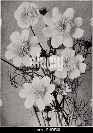 . Réserve pour les fleuristes. Les catalogues de graines de fleurs, plantes (semis) ; catalogues de graines de légumes graines arbres ; catalogues ; Horticulture Catalogues Catalogues de fournitures et de matériel. 8 VAUSM^^lf'. Double mixte COSMOS Early-Flowering chrysanthème-poursuite du commerce pkt. Or. Plenissimum Inodorum. Double blanc, 20 à ?0,15 SO.bO Robe de mariée. Blanc pur, très compact, double fine, feuillage. En 20 H ou., 40C 0,25 1,40 Japonicum fl. plein. Japonais, Double mixte. 2 ft. Ho :., TR.20,50 .... Segetum (est de Stan. Centre foncé jaune clair avec du jaune et de l'anneau. 20 à 10,40 Gloria (matin Stan. Fleurs de primevère, Banque D'Images