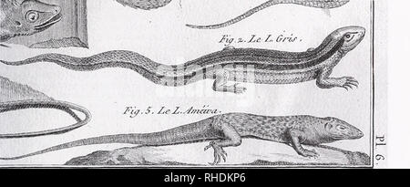 . Bulletin zoologique de Bonn. Zoologie. Fig. 5. Extrait avec "Lezard gris (Lacerta agilis)" de Bonnaterre (1789 : 44 et pi. 6, fig. 2). Cette copie de Pennant's Scaly lizard Zootoca vivipara ( = ; voir fig. 4) avait pour but de représenter une heure française Podarcis muralis. Voir certaines falsifications unique en raison de cette armature : plus scalation pileus réduit, la réduction sur le dos et repérer le même scalation de la queue par rapport à l'verticillate formadon rugueux et de l'original. - Note 4. seulement dans leur systématique !). Ici, Linné (1758) et de Lacépède (1788) peut être chara Banque D'Images