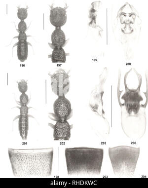 . Bulletin zoologique de Bonn. Zoologie. Sur la faune Nazeris de Chine II 167. Figs 196-206. Hangmaicus Nazeris (196-200) et N. fhsus (201-206). 196, 201, 197 ; l'habitus : 202 : forcbody ; 198, 203 : homme stemite VII ; 199-200, 205-206 : aedeagus en lateral et en vue ventrale ; 204 : homme stemite VIII. Barres d'échelle : 196-197, 201-202 ; 1,0 mm ; 198-200, 203-206 ; 0,5 mm. Zoologique de Bonn Bulletin 62 (2) ; 125-170 ®ZFMK. Veuillez noter que ces images sont extraites de la page numérisée des images qui peuvent avoir été retouchées numériquement pour plus de lisibilité - coloration et l'aspect de ces illustrations ne peut pas parfaitement rese Banque D'Images