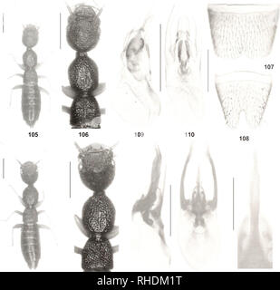 . Bulletin zoologique de Bonn. Zoologie. Sur la faune Nazeris de Chine II 151. 111 112 115 116 117. Veuillez noter que ces images sont extraites de la page numérisée des images qui peuvent avoir été retouchées numériquement pour plus de lisibilité - coloration et l'aspect de ces illustrations ne peut pas parfaitement ressembler à l'œuvre originale.. Zoologisches Forschungsmuseum Alexander Koenig. Bonn : Zoologisches Forschungsmuseum Alexander Koenig Banque D'Images