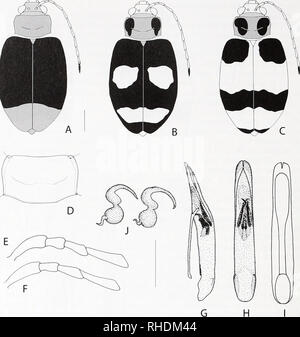 . Bulletin zoologique de Bonn. Zoologie. Fig. 9. Morphologie d'Monoleptoides sulcata (Laboissiere, 1940). a-c. L'habitus typique montrant la variation de couleur, d. Pronotum, détail, e, f. Un antennomeres basale à quatre des hommes (e) et des femmes (f). g-i. Lobe médian, latéral (g), (h), dorsale et ventrale, en l'absence de structures d'endophallic (i). j. Spennathecae de deux femelles différentes. Barres d'échelle : 1 mm. 19, 16^, Buamba Forêt, 0.45N/30.02E, de la vallée de Semliki, XI. 1907, S. A. Neave (BMNH) ; 229, Fo Budongo- reste, 1,56 N/31.35E, 1200 m, XII. 1911, S. A. Neave (BMNH) ; 1 Kampala, 0,19 N/32.35E, XI-XII.1920, S. A. E Banque D'Images