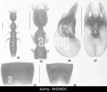 . Bulletin zoologique de Bonn. Zoologie. 27 28 29 30. Les figures 27 à 37. Nazeris dilatatus (27-31) et N. parvincisus (32-37). 27-30, 36-37. Édéage en lateral et en vue ventrale. 31. Apophysis latérale dorso-d'aedeagus en vue ventrale. 32. L'habitus. 33. Forebody. 34. Homme sternite VII. 35. Homme sternite VIII. Barres d'échelle : 32-33 : 1,0 mm ; 27-30, 34-37 : 0,5 mm ; 31 : 0,1 mm. Zoologique de Bonn Bulletin 62 (1) : 1-29 ©ZFMK. Veuillez noter que ces images sont extraites de la page numérisée des images qui peuvent avoir été retouchées numériquement pour plus de lisibilité - coloration et l'aspect de ces illustrations ne peut pas parfaitement Banque D'Images