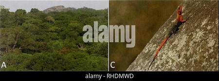 . Bulletin zoologique de Bonn. Zoologie. 32 Philipp Wagner et coll.. Fig. 5. Agama f. finchi survenue sur un inselberg au sein de la forêt d'Ituri, en RD du Congo (A) Vue de l'inselberg au sein de la pour- est. (B) l'habitat sur l'inselberg. (C) mâle vivant ofA.f. finchi à partir de la même localité. (D) de sexe féminin vivant A. f. finchi à partir de la même localité (Photos : Reto Krister). Cependant, l'identification de la sous-espèce est possible et démontré par pholidosis, différences dans la coloration des mâles adultes, et la couleur de la gorge. Donc, ces populations devraient être reconnus comme l'élaboration d'un spe Banque D'Images