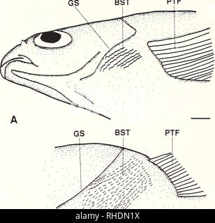 . Bonner zoologische Monographien. Zoologie. Cest 54 PTF. B. Veuillez noter que ces images sont extraites de la page numérisée des images qui peuvent avoir été retouchées numériquement pour plus de lisibilité - coloration et l'aspect de ces illustrations ne peut pas parfaitement ressembler à l'œuvre originale.. Bonn, Zoologisches Forschungsinstitut und Museum Alexander Koenig Banque D'Images