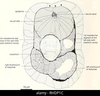 . Bonner zoologische Monographien. Zoologie. 80 Plaque 3 neurulation 32h pf, 18°C. Planche 3 : Dans cette section transversale d'un neurulation (32h pf, 18°C) les cavités cœlomiques sont clairement recon- nizeable mesodemial dans la première partie de deux côtés. Le archenteron est fourchue à son extrémité antérieure : les deux branches, les diverticules de Hatschek, sont vus dans cette section transversale. La notochorde est entièrement séparées par une matrice extracellulaire de l'archenteron. La plaque neurale à forni un tube neural autour d'un canal neural. Ce tube neural est également presque entièrement séparée de la ci, le epidemii Banque D'Images