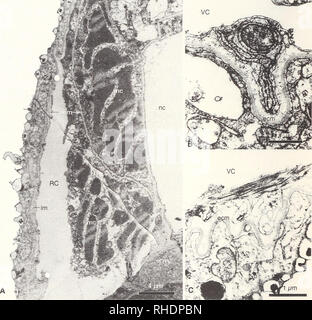 . Bonner zoologische Monographien. Zoologie. 28 étapes neurulation et, en raison d'un gradient de différenciation le long de l'axe antéro-postérieur, l'ontogénétiquement moins différenciée "anciens" prévaut dans la partie postérieure de l'animal dans les étapes ultérieures. L'état de l'asymétrique seg- ments mésodermique dans l'amphioxus adultes est bien connu : la partie gauche de la série seg- ments mésodermiques se trouve la moitié d'un segment en avant du segment correspondant de la bonne série. Au début de l'ontogenèse, cependant, l'arrangement des segments est bilatéralement symétriques comme vu dans la neurulation avec ni Banque D'Images