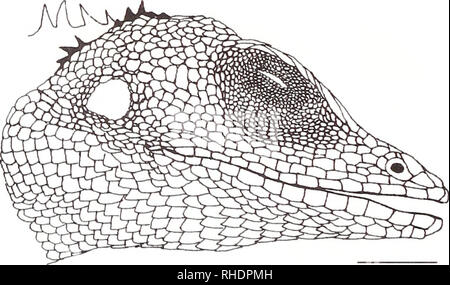 . Bonner zoologische Beiträge : Herausgeber : Zoologisches Forschungsinstitut und Museum Alexander Koenig, Bonn. Biologie ; Zoologie. Fig. 3. C. ceylonensis NMB, 3341 ; Paratype, homme ; aspect latéral de la tête (ES). (67,6 mm) ; no de cat. NMB. ; 3341. Province du nord-est : Ceylan ( = Noithem Province ? / Province de l'Est ? : Sri Lanka) ; la même coll. &Amp ; même date (fig. 3). D'autres documents examinés. Blanc 7397, homme, 59,1 mm, 7514 ; blanc de Wasgamuwa. mâle. 74,8 mm, blanc ; Giritale 1427A, mâle, 79,6 mm, 1427b ; blanc de Wasgamuwa, homme, 75,0 mm, 1427c ; blanc de Wasgamuwa, femme, 76,7 mm, blanc ; de Wasgamuwa 1427D, femme Banque D'Images