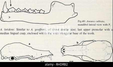 . Bonner zoologische Monographien. Zoologie. 56. Veuillez noter que ces images sont extraites de la page numérisée des images qui peuvent avoir été retouchées numériquement pour plus de lisibilité - coloration et l'aspect de ces illustrations ne peut pas parfaitement ressembler à l'œuvre originale.. Bonn, Zoologisches Forschungsinstitut und Museum Alexander Koenig Banque D'Images