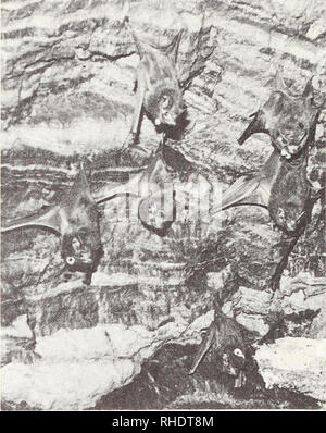 . Bonner zoologische Beiträge : Herausgeber : Zoologisches Forschungsinstitut und Museum Alexander Koenig, Bonn. Biologie ; Zoologie. 228 G. E. Giral, M. S. Alberico &AMP ; L. M. Alvaré. Fig. 2 : Groupe des adultes Peropteryx kappleri se percher sur un mur de la mine du contre-batteur. Les ailes ouvertes sont un signe d'alerte, indiquant prêt à voler. trouvés à ne pas être à son perchoir à sept reprises). Elle a aussi donné naissance et élevé ses jeunes dans le même site au fond de la mine. L'émergence du soir a commencé à 1800 h et est normalement effectuée en moins d'une heure. P. kappleri s'est activé à 16 h, à laquelle ti Banque D'Images