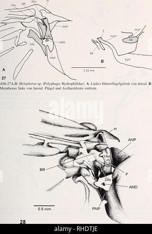 . Bonner zoologische Monographien. Zoologie. 97. Fig.28 : Nicrophorus vespilloides (Polyphaga : Silphidae). Von Hinterflügelgelenk Linkes. dorsale. Veuillez noter que ces images sont extraites de la page numérisée des images qui peuvent avoir été retouchées numériquement pour plus de lisibilité - coloration et l'aspect de ces illustrations ne peut pas parfaitement ressembler à l'œuvre originale.. Bonn, Zoologisches Forschungsinstitut und Museum Alexander Koenig Banque D'Images