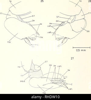 . Bonner zoologische Monographien. Zoologie. 54. Abb. 25-27 : Sciapus Außenansidit platypterus q, des Postabdomens Lateralansicht, 25 : 156 (von. 26 : liens 27 : Lateralansicht von abgebogen Hypopygium (en Ventralansicht praegenitale), Segmente schräg von rechts. Abb. 28-31 : Sciapus ^ platypterus, éditeur de Teil des durchgeschnittenen Medialansicht Hypopy- giums dans, Feststellung. 28 : Schnittführung Medianebene in der, un café-Ejakulationsapodems teil- weise dessen Stiel (rechts der Medianen) folgend. 29 : Samenspritze Aedeagus-Stützrohr, Édéage mit der inneren, Wand- und génitale kammer Membran um Banque D'Images