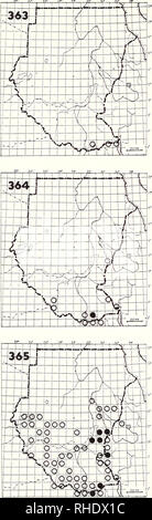 . Bonner zoologische Monographien. Zoologie. 124. 363 Star-spotted Nightjar Caprimulgus stellatus (555) simplex R ? LM ? NBR DE rares acacia sec frottez Remarques : très peu connu (Macdonald &AMP ; Cave, 1948 van den Elzen &AMP ; König 1983) 364 (554) de rousseur Nightjar Caprimulgus tristigma 4 iristigma R BR assez commun mais les collines rocheuses jusqu'à 2000 m Remarques : Registres à tanpura (G. Niko- laus) peuvent se référer à la sous-espèce de l'Afrique de l'Ouest sharpei Standard 365-winged Nightjar ((563) Macrodipteryx longipennis LM00 (8-5) BR 3-5, commune très localement et communes de prairies boisées, souvent non- ticed sur Banque D'Images